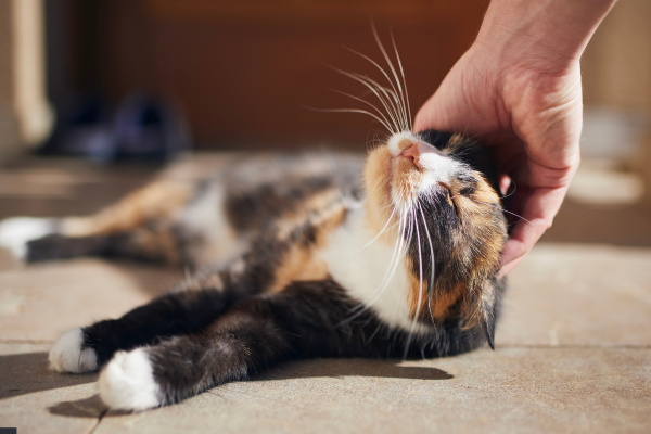Quando il gatto ti vuole bene: 5 segnali inconfondibili dell’affetto felino Quando il gatto ti vuole bene: 5 segnali inconfondibili dell’affetto felino